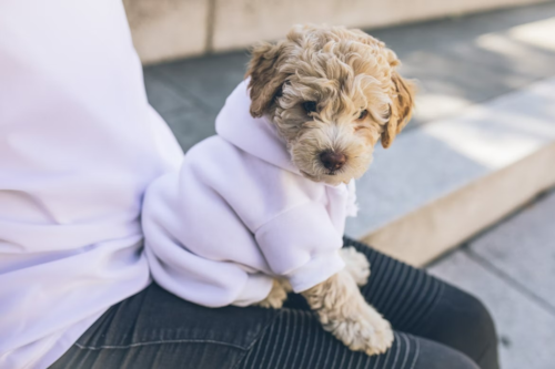 Cute Cockapoo